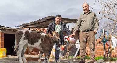 BÜYÜKŞEHİR ŞAP HASTALIĞINA KARŞI HAREKETE GEÇTİ….ÇİFTÇİYE BUZAĞI KİTİ VE DEZENFEKTAN DESTEĞİ 