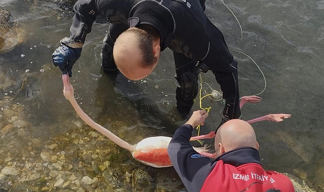 FLAMİNGOYA HAYAT VEREN KURTARMA OPERASYONU